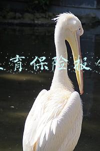 生育保险报销