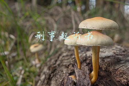 刑事起诉书