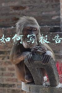 如何写报告