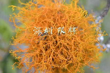 深圳 限牌