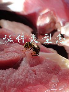 身份证件类型怎么填?学生(3月29日起可填报婴幼儿照护专项附加扣除)