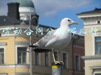 劳动合同分为哪几种