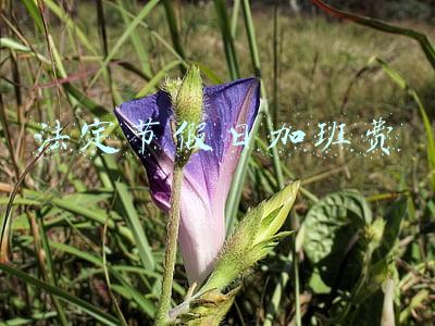 法定节假日加班费