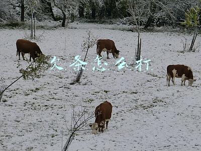 欠条怎么打
