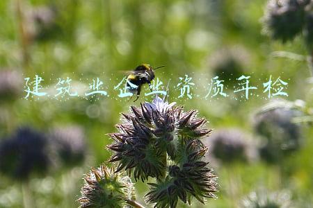 建筑业企业资质年检