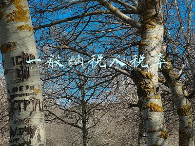 一般纳税人税率