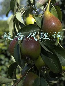 被告代理词