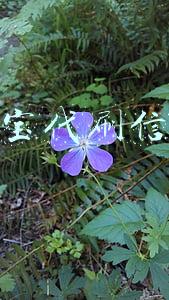 淘宝代刷信誉
