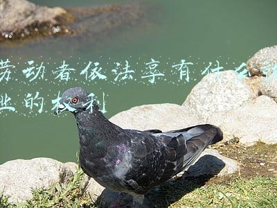 劳动者依法享有什么就业的权利