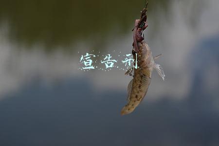 宣告刑是什么意思(刑事案件如何确定宣告刑)