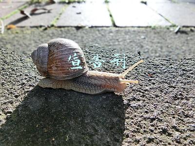 宣告刑
