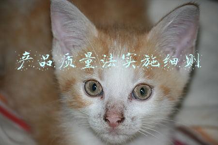 产品质量法内容(【法律库】中华人民共和国产品质量法)