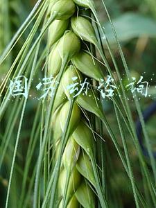 中国劳动咨询网