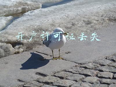 开户许可证丢失