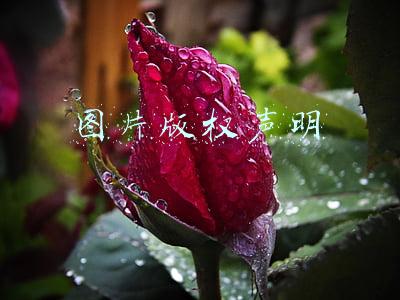 图片版权证明(维权还是碰瓷？气象局微信公号用了一张照片，4年后遭图库网站索赔1万元)