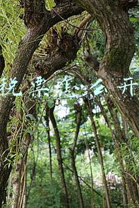 税票怎么开