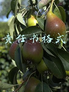 责任书格式