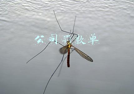 公司罚款单