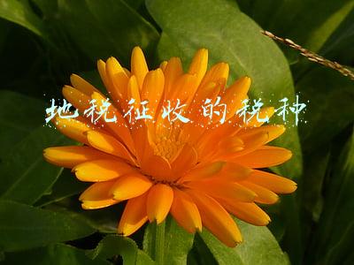 地税征收的税种
