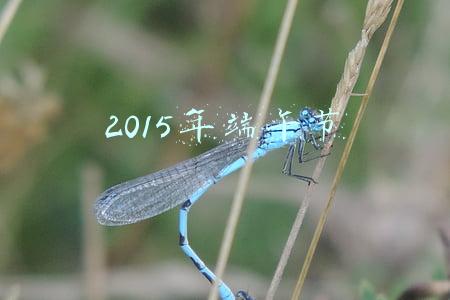 2015年端午节