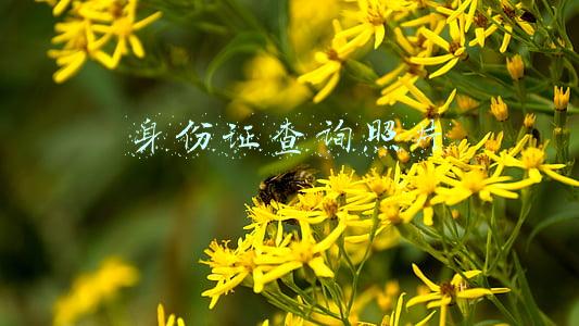 身份证查询照片