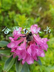 合作合同协议书范本