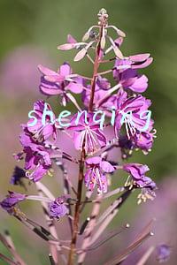 shenqing