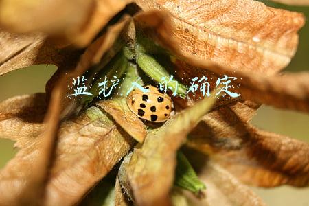 监护人的确定
