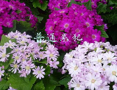 普通累犯