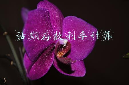 活期存款利率计算