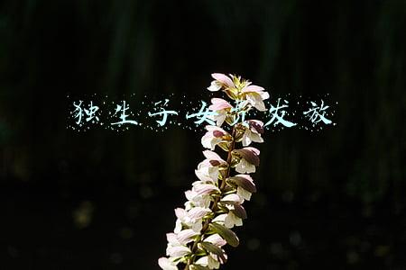 独生子女费发放