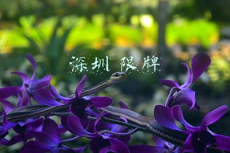 深圳限牌处罚规定(广东省法制办启动对深圳限牌合法性审查)