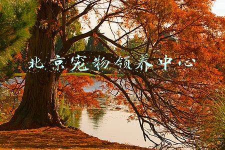 北京宠物领养中心
