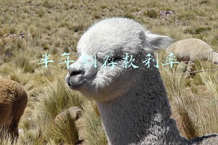 半年期存款利率