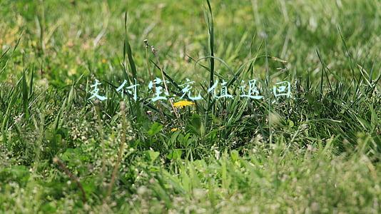 支付宝充值退回步骤(支付宝怎么申请强制退款，什么形式的交易可以申请？)