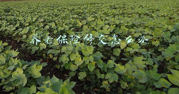 养老保险 停交(养老保险缴费中断有什么影响？)