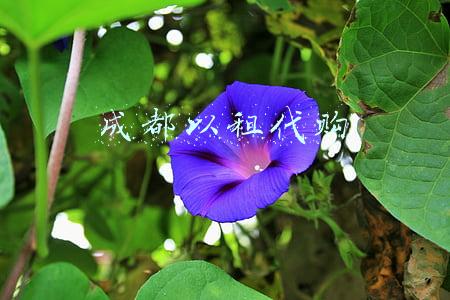 成都以租代购