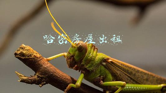 哈密房屋出租