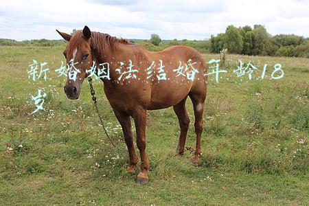 新婚姻法结婚年龄18岁