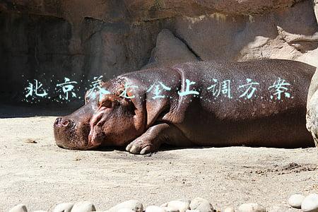 北京养老金上调方案