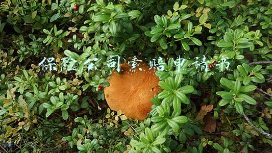 保险公司索赔申请书