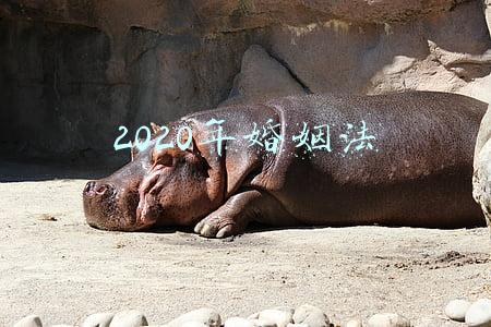 2020年婚姻法