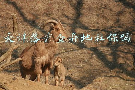 异地社保如何落户天津(2022年天津落户需要关注的几个要点)