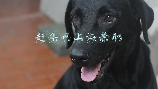 赶集网上海兼职