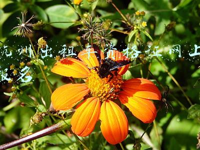 杭州出租车资格证网上报名