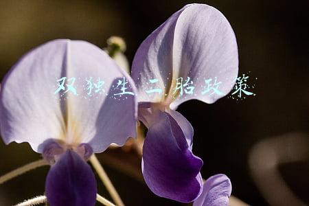 双独生二胎政策