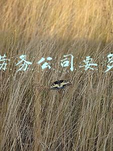 开个劳务公司要多少钱