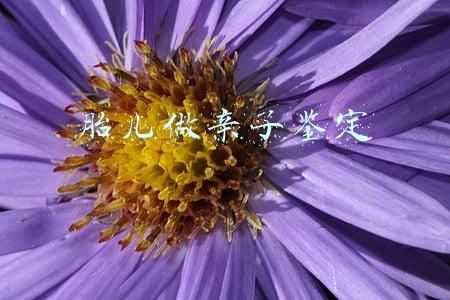 胎儿做亲子鉴定医院能做吗(胎儿能做亲子鉴定吗)