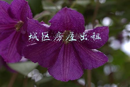 城区房屋出租