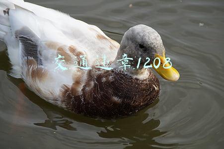 交通违章1208